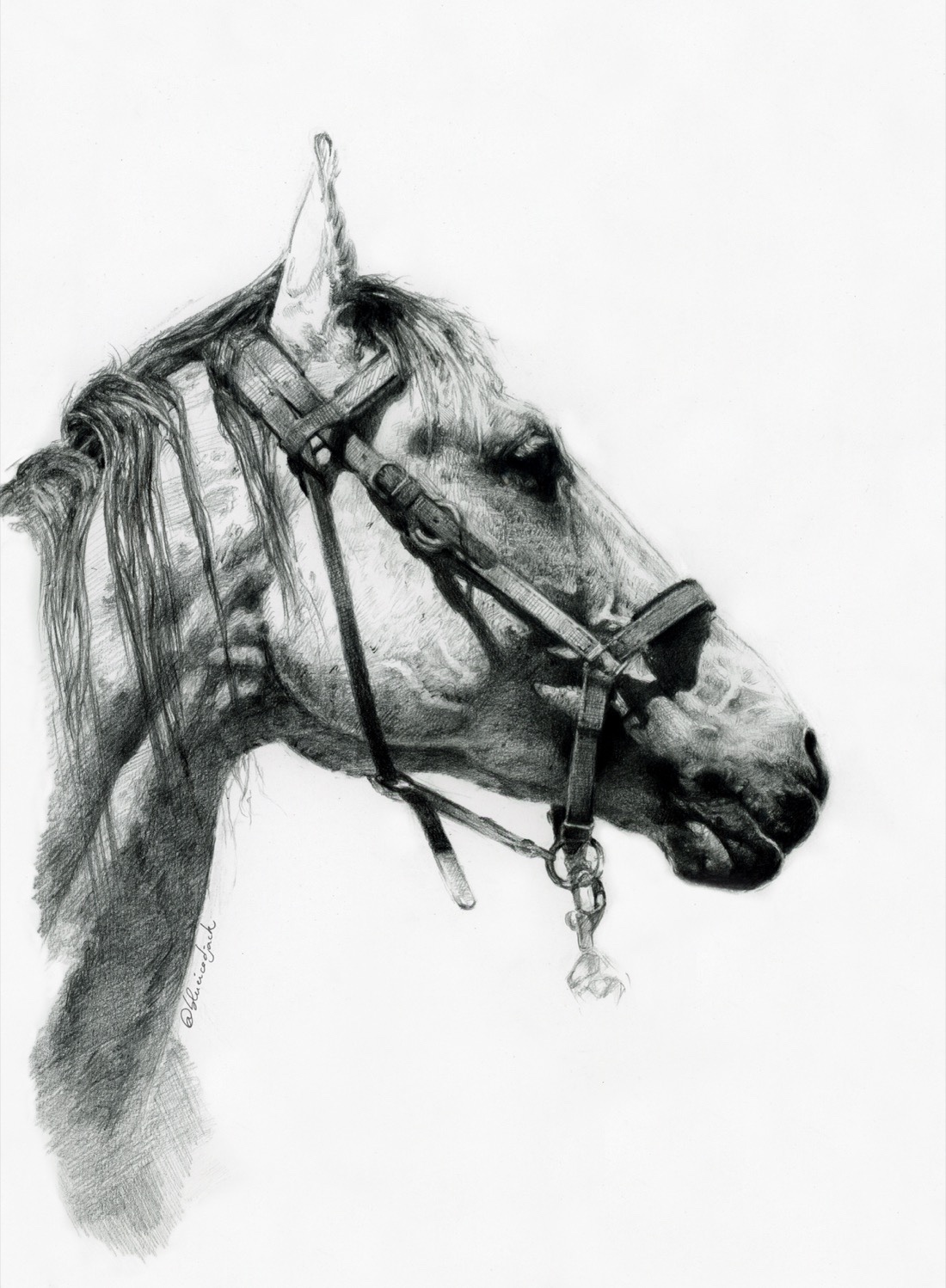 Portrait au graphite réalisé d'après la photo