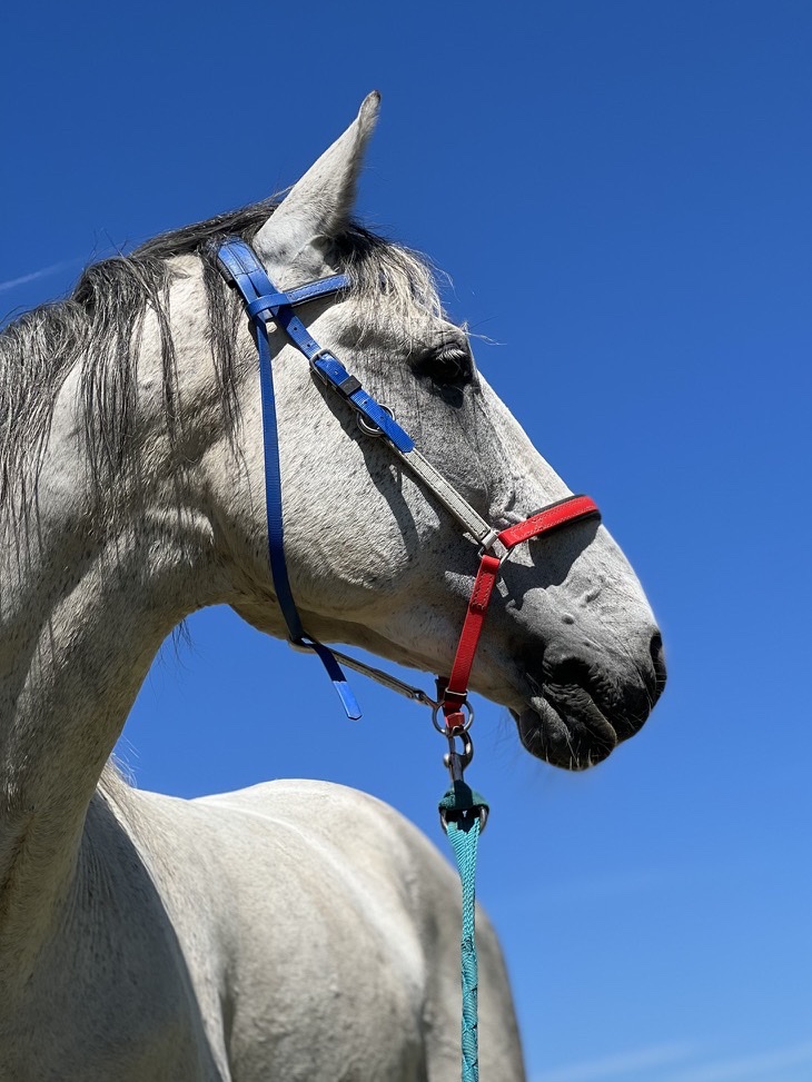 Photo d'origine du cheval, avant réalisation du portrait